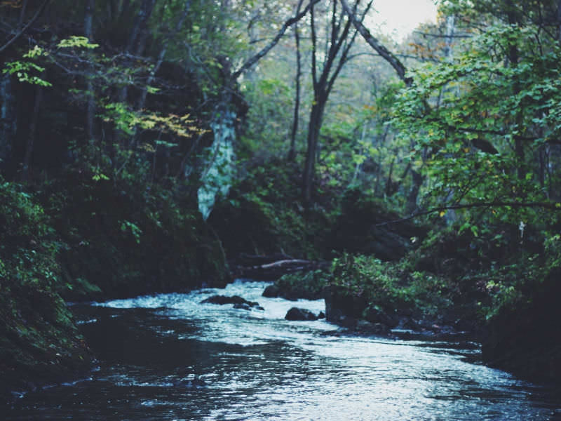 Forest Camping